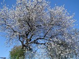 Det store kirsebærtræ i haven blomster